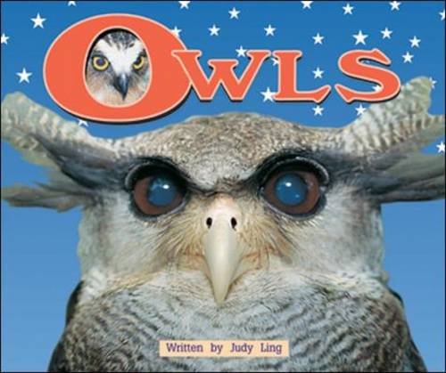 Owls