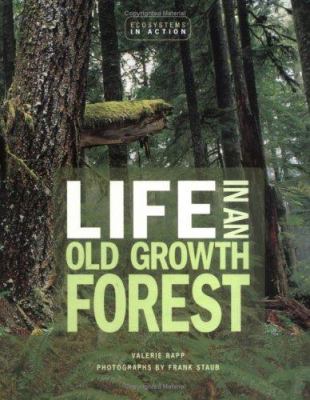 Life in an old growth forest
