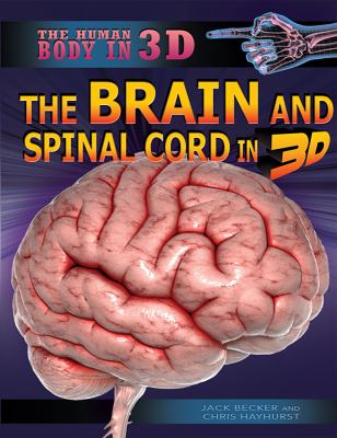 The brain and spinal cord in 3D