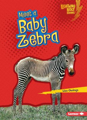 Meet a baby zebra