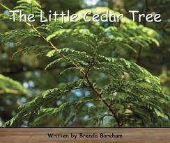 The little cedar tree