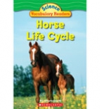 Horse life cycle