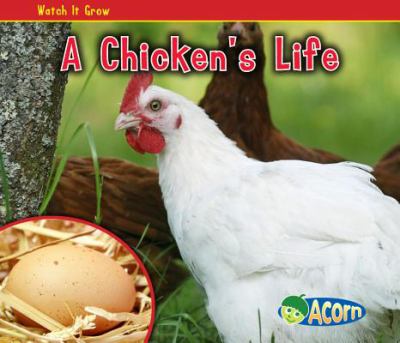 A chicken's life