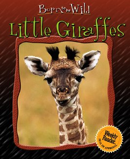 Little giraffes