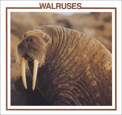 Walruses