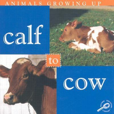 Calf to cow