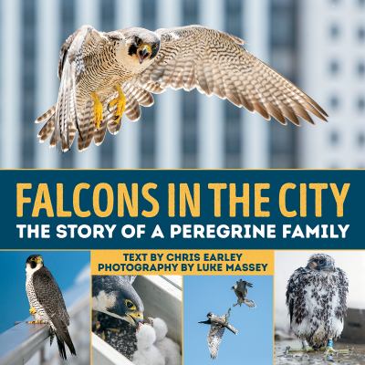 Falcons in the city : the story of a peregrine family
