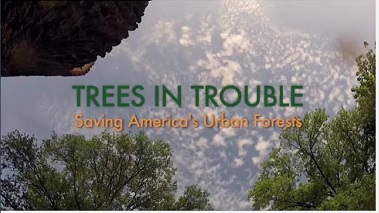 Trees in Trouble