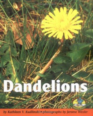 Dandelions