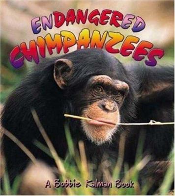 Endangered chimpanzees