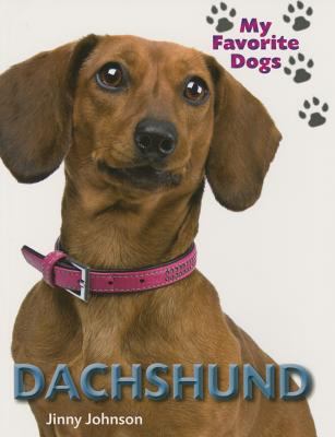 Dachshund