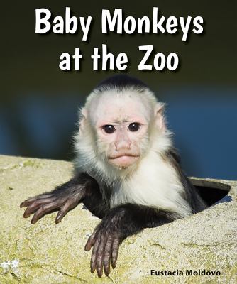 Baby monkeys at the zoo