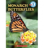 Monarch butterflies