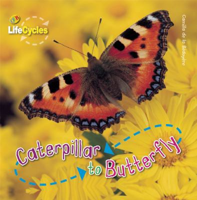 Caterpillar to butterfly