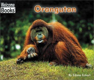 Orangutan