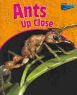 Ants up close