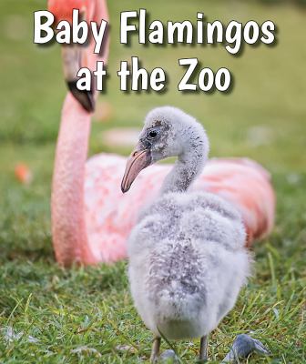 Baby flamingos at the zoo