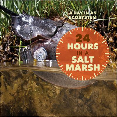 24 hours in a salt marsh