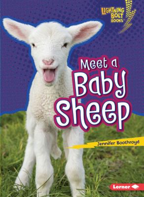 Meet a baby sheep