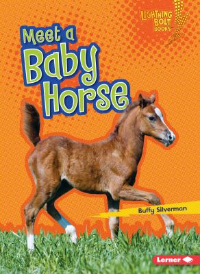 Meet a baby horse