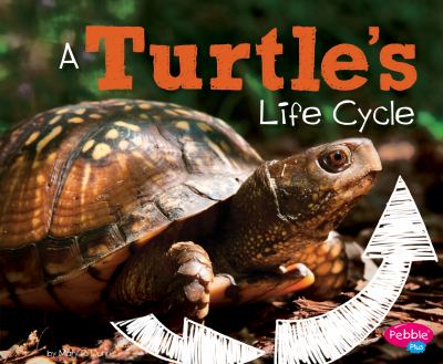 A turtle's life cycle