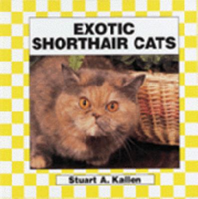 Exotic shorthair cats