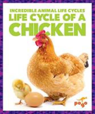 Life cycle of a chicken