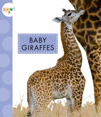 Baby giraffes