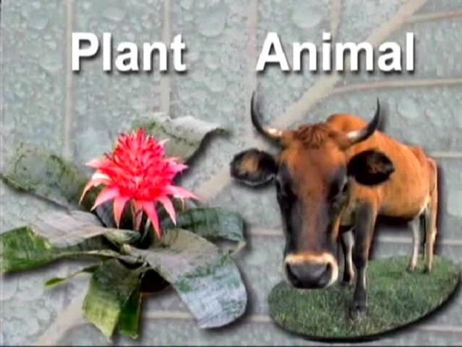 Animalia and plantae