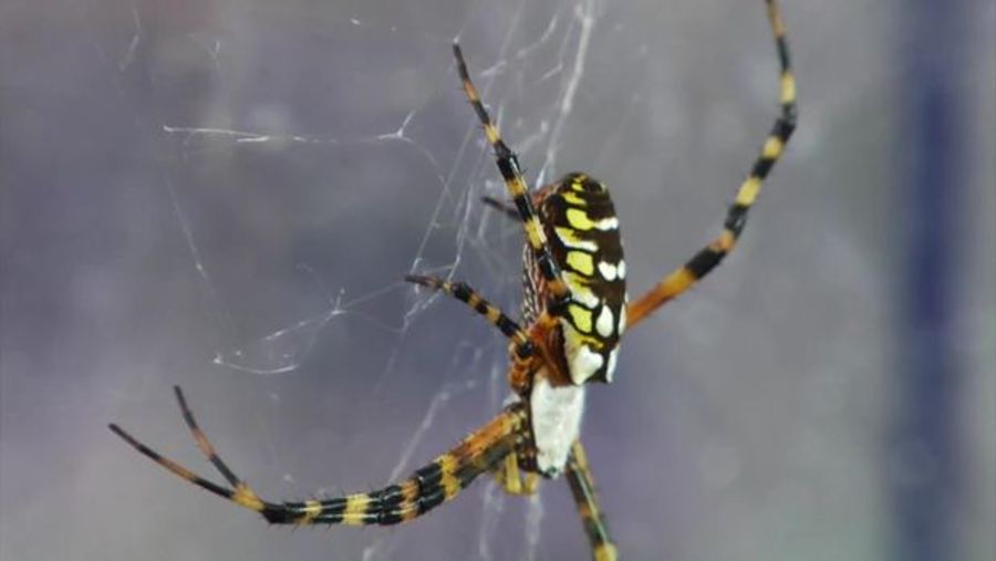 Stealing the Secrets of Spider Silk