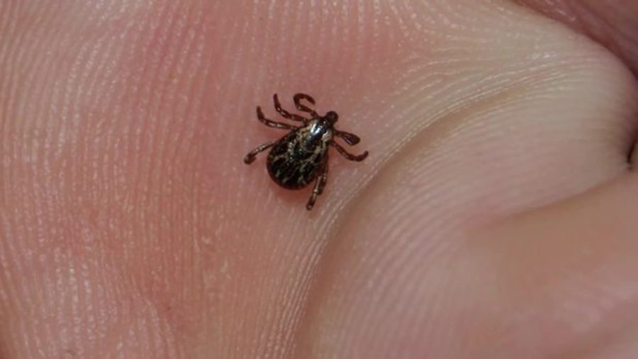 Better Test for Lyme Disease in Pets