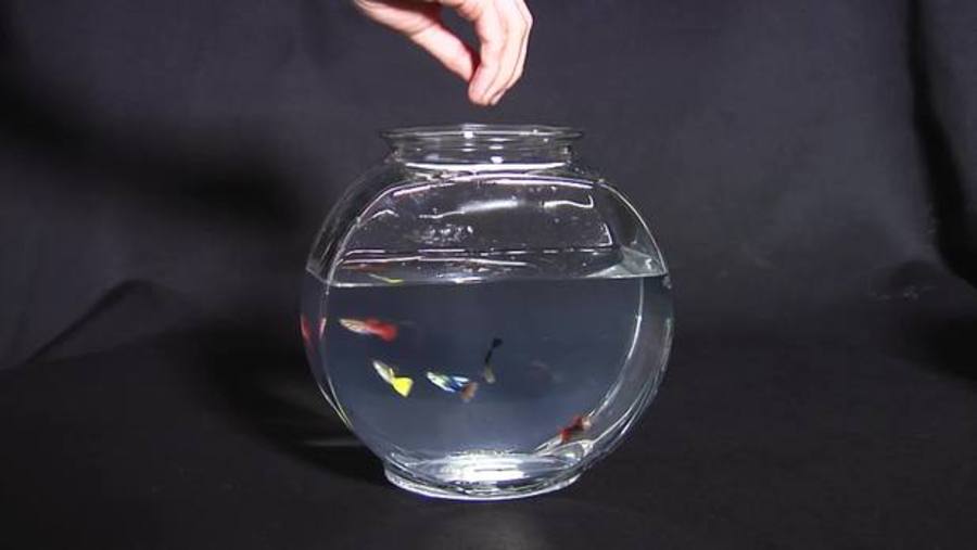 Why Do Guppies Jump Out Of Fish Tanks?