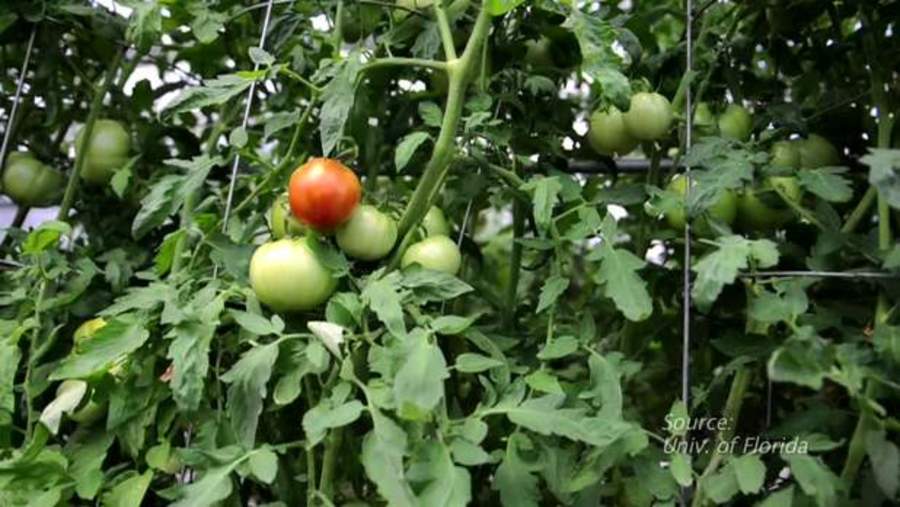 Making Grocery Tomatoes Taste More Home-Grown