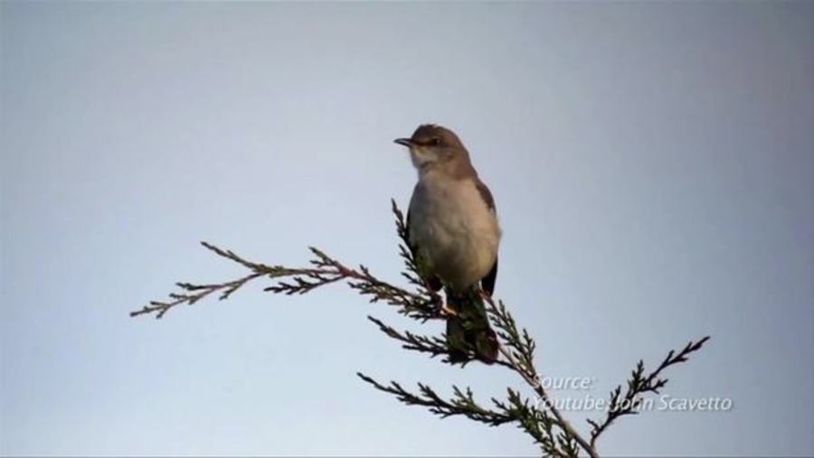 Birdsongs Can Shed Light On Autism, Speech
