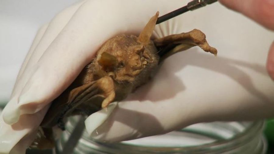 Shape-shifting Bat Ears May Inspire Better Microphones, Navigation