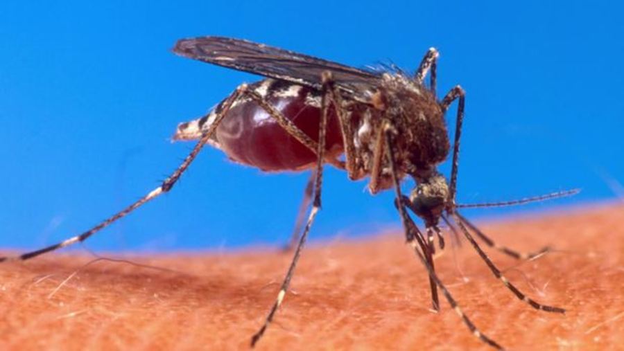 Genetically Modified Mosquitoes Could Reduce Illness