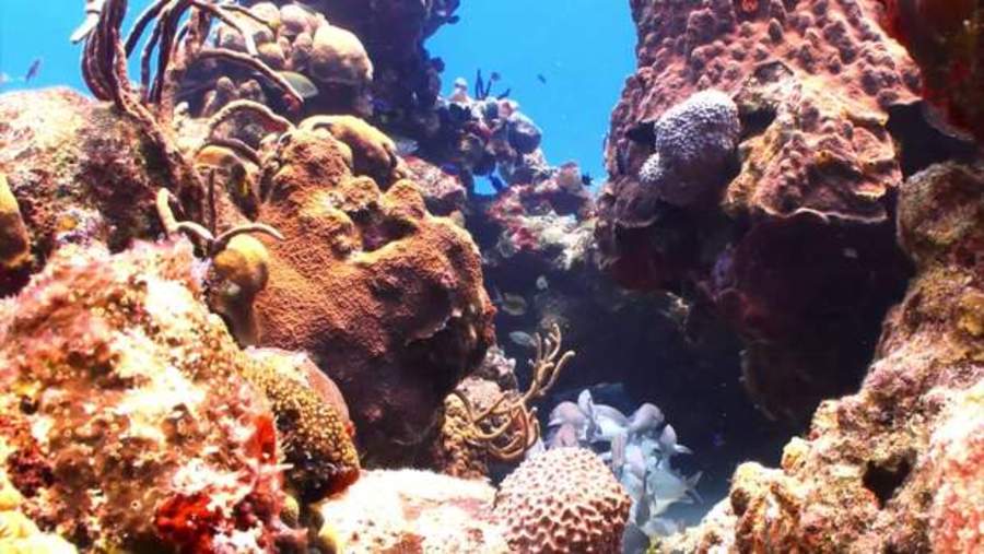 Saving Troubled Coral Reefs