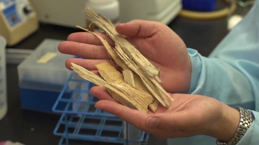 Turning Wood Chips Into Nutritious Food