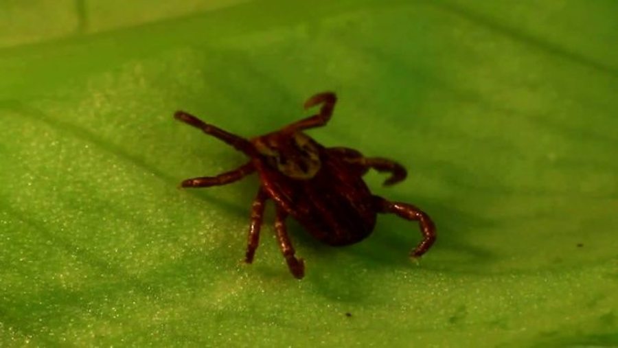 Is Weather Affecting Lyme Disease Cases?