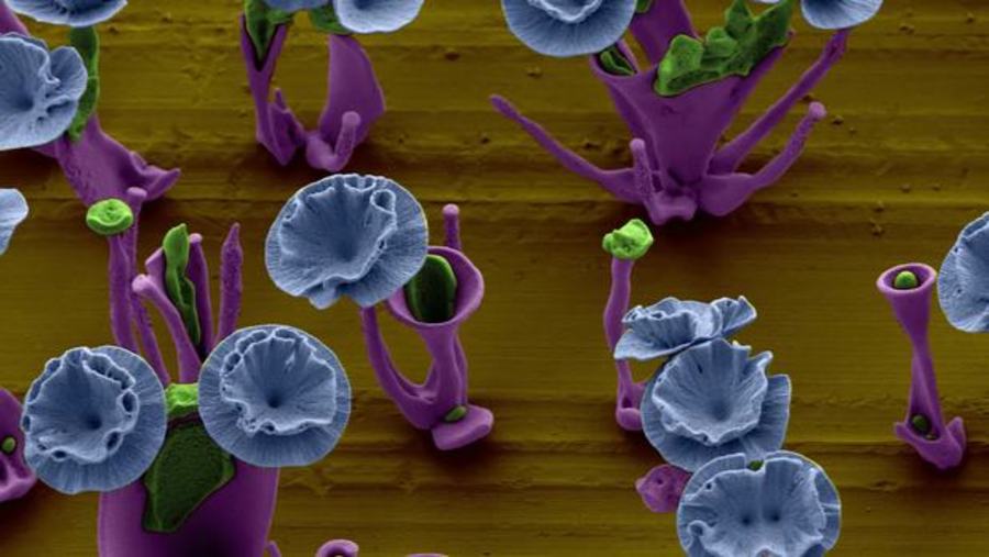 Nanoflowers Grow In Tiny Garden