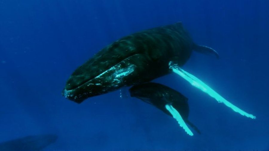 The Song of The Humpback