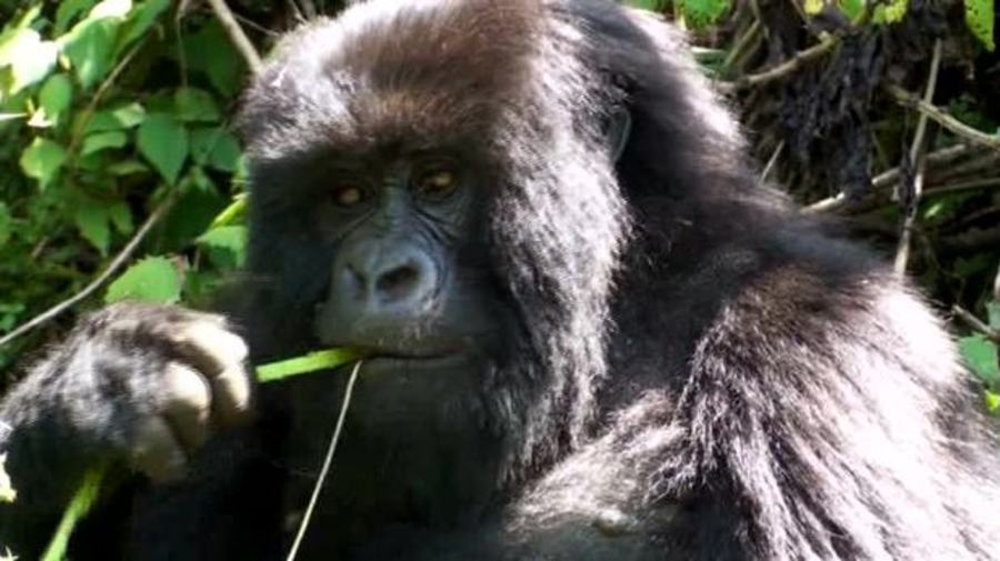 Gorillas in our Midst (Rwanda)