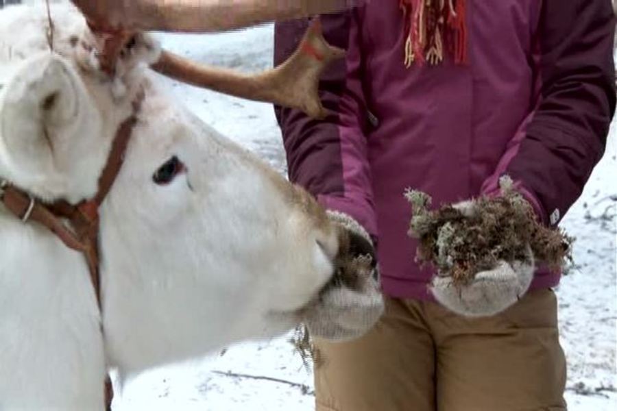 Deer Lapland (Finland)