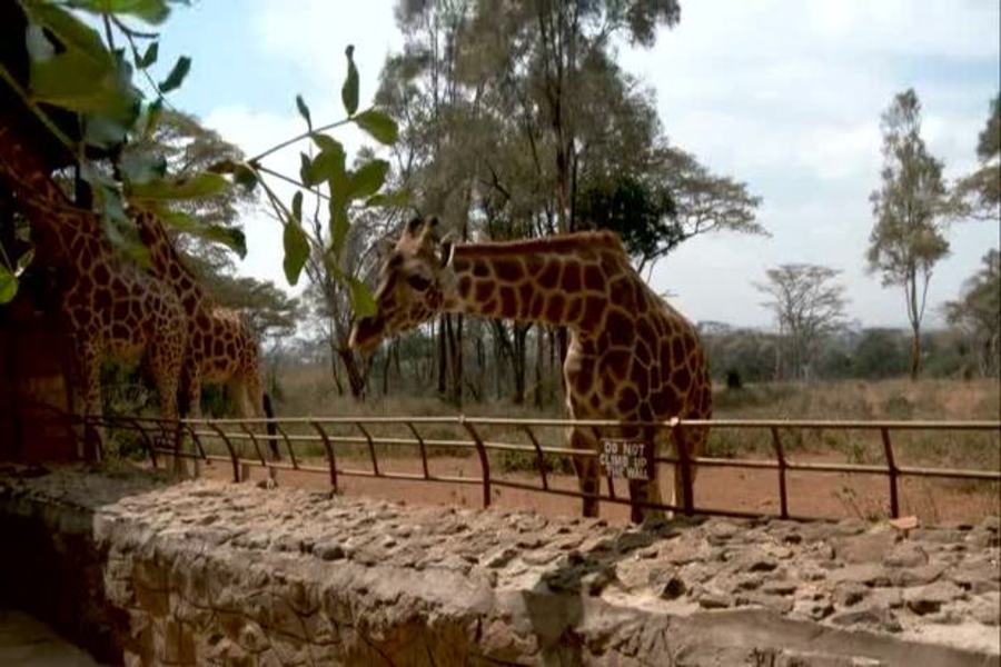 Small and Tall (Kenya)