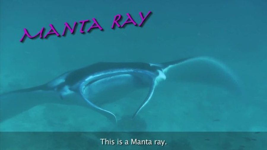 Manta Ray : Weird Animals