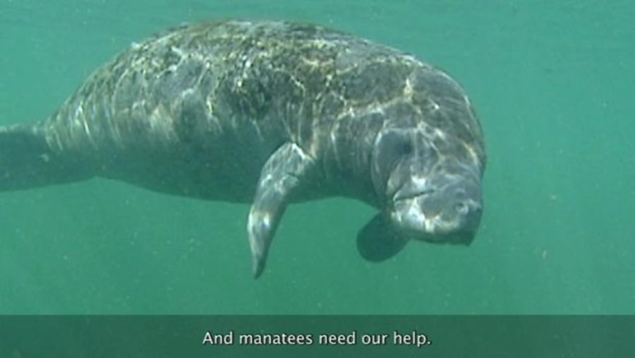 Manatees : Endangered Ocean