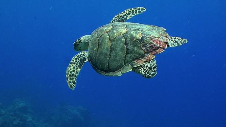 Sea Turtles : Endangered Ocean