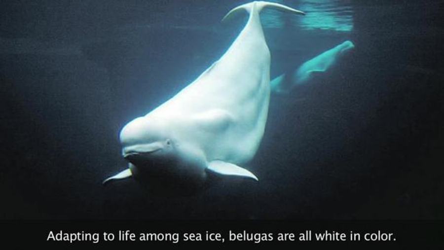Beluga Whale : Animals of the Ice
