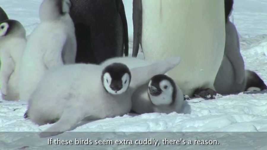 Emperor Penguin : Animals of the Ice