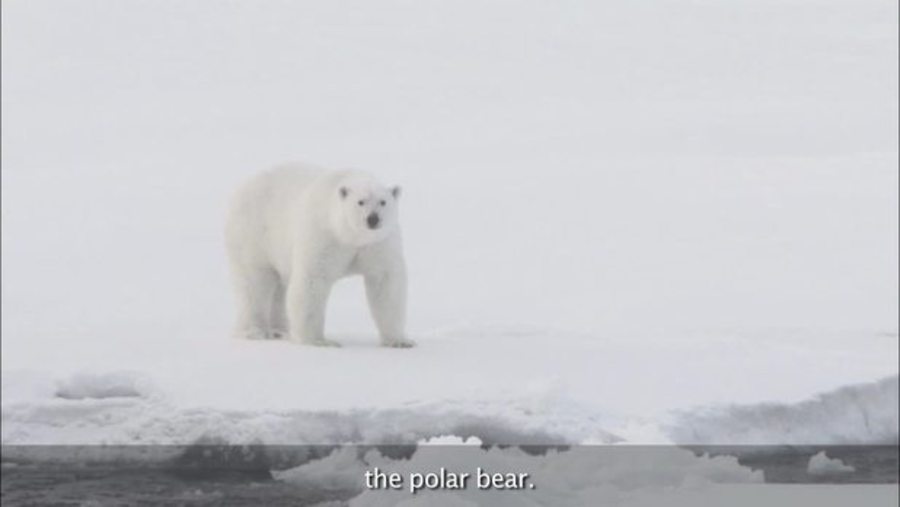 Polar Bear : Animals of the Ice